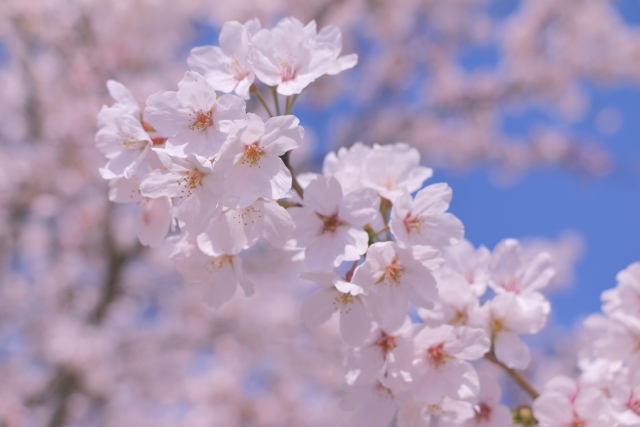 桜の花の写真
