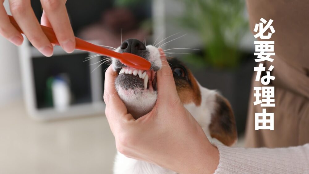 犬が歯磨きしている